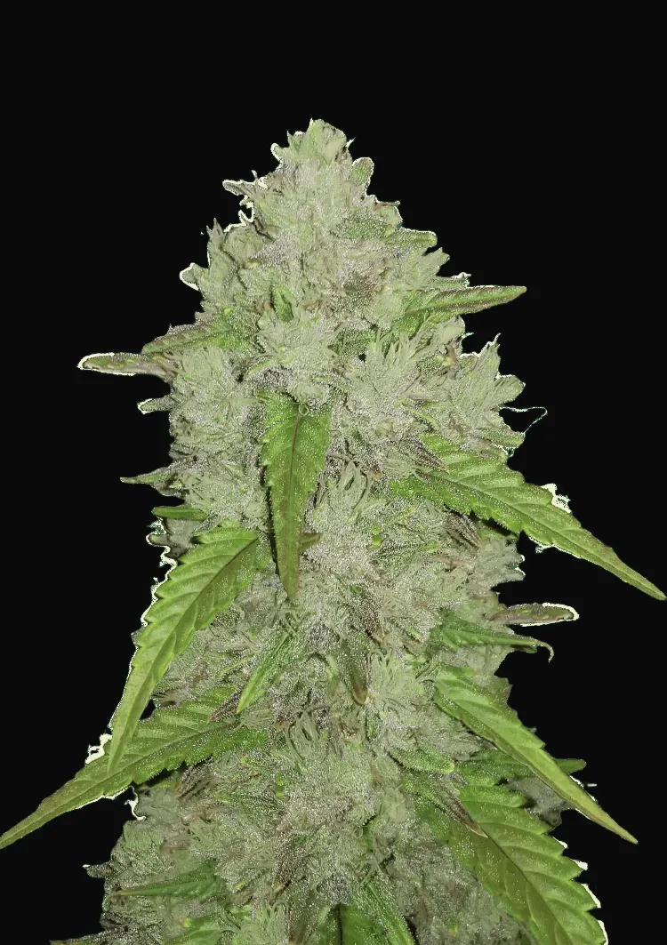 Amnesia Haze Auto