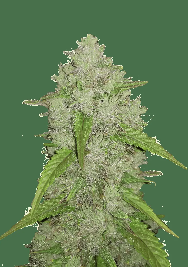 Amnesia Haze Auto