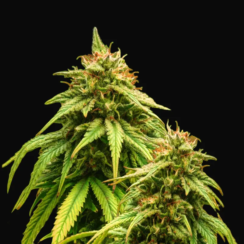 Amnesia Haze Auto