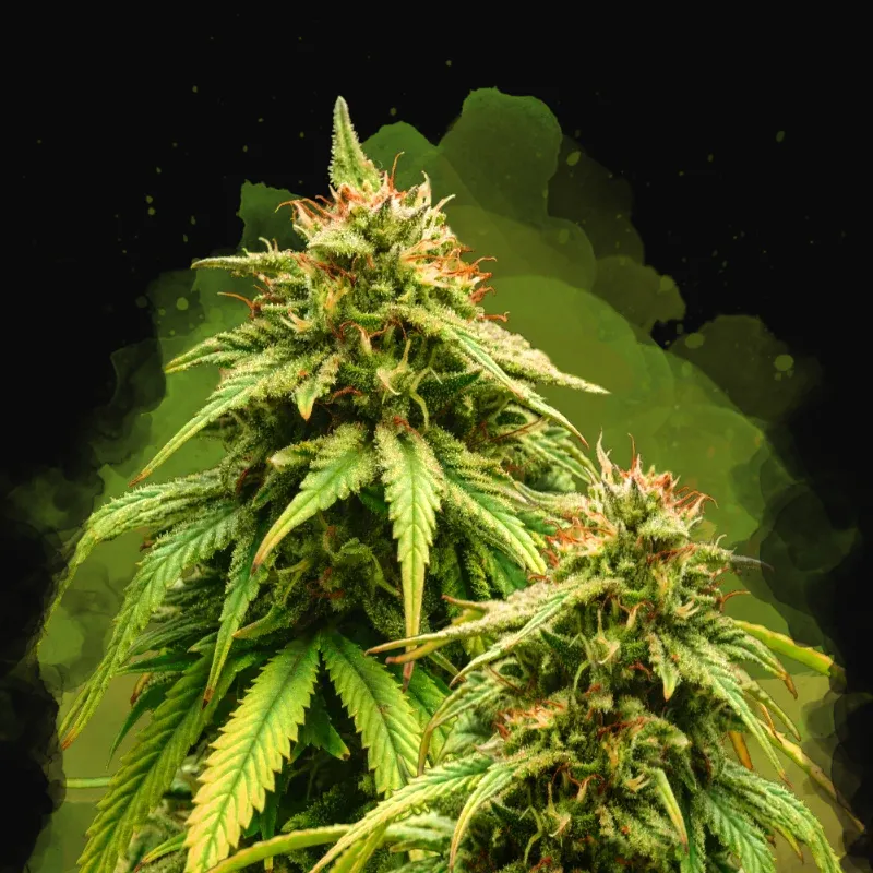 Amnesia Haze Auto