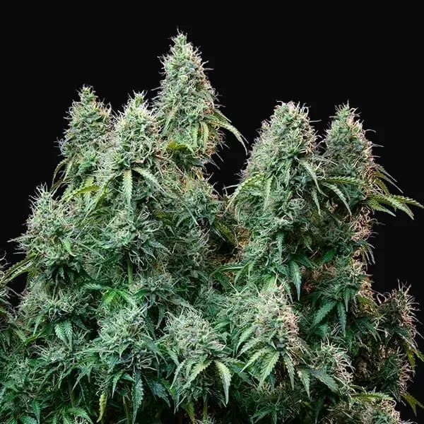 Amnesia Haze Automatic