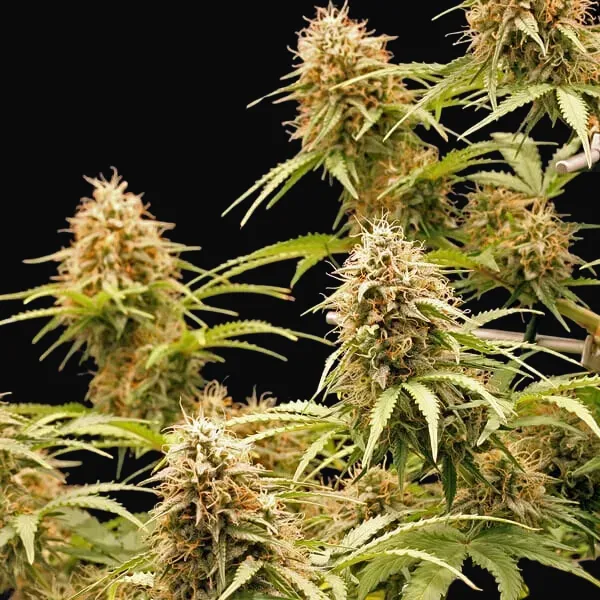 Amnesia Haze Automatic