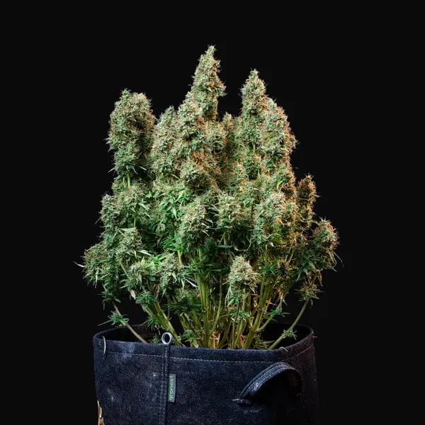 Amnesia Haze Automatic