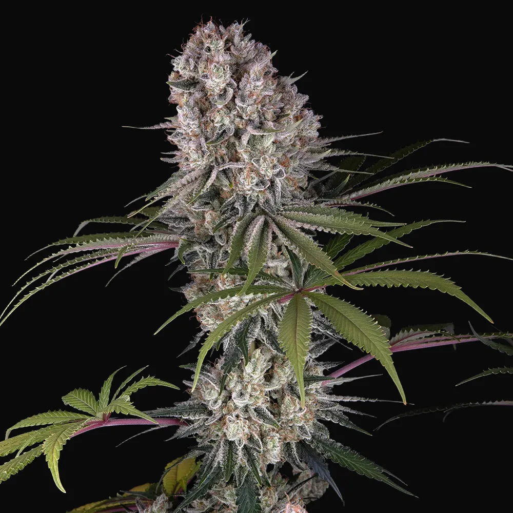 Amnesia Haze