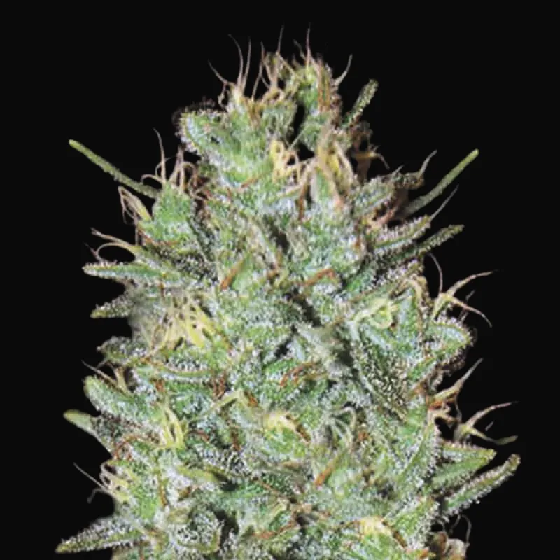 Amnesia Haze