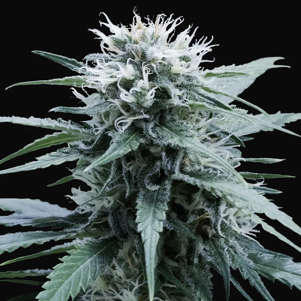 Amnesia Haze