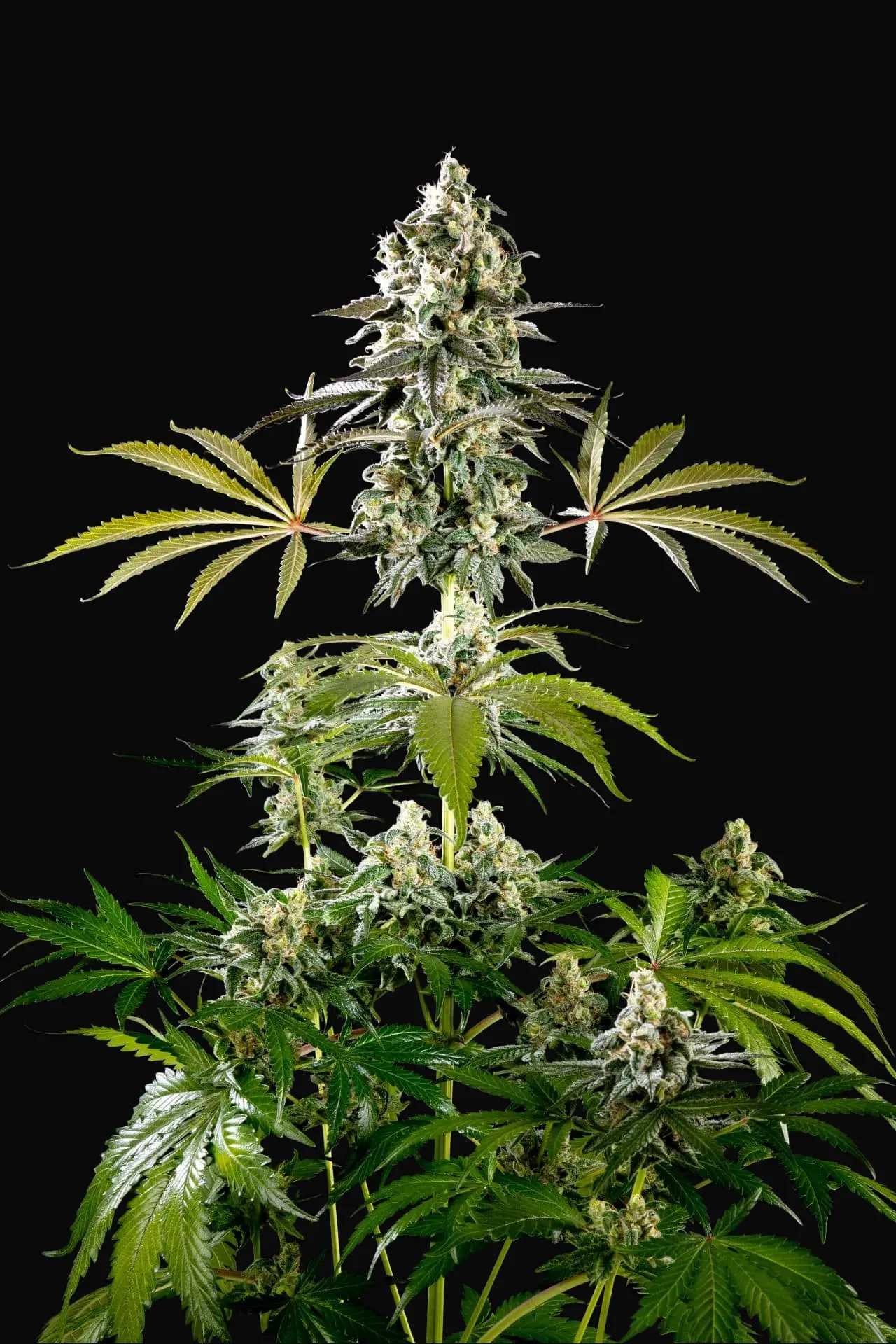 Amnesia Haze Go Fast