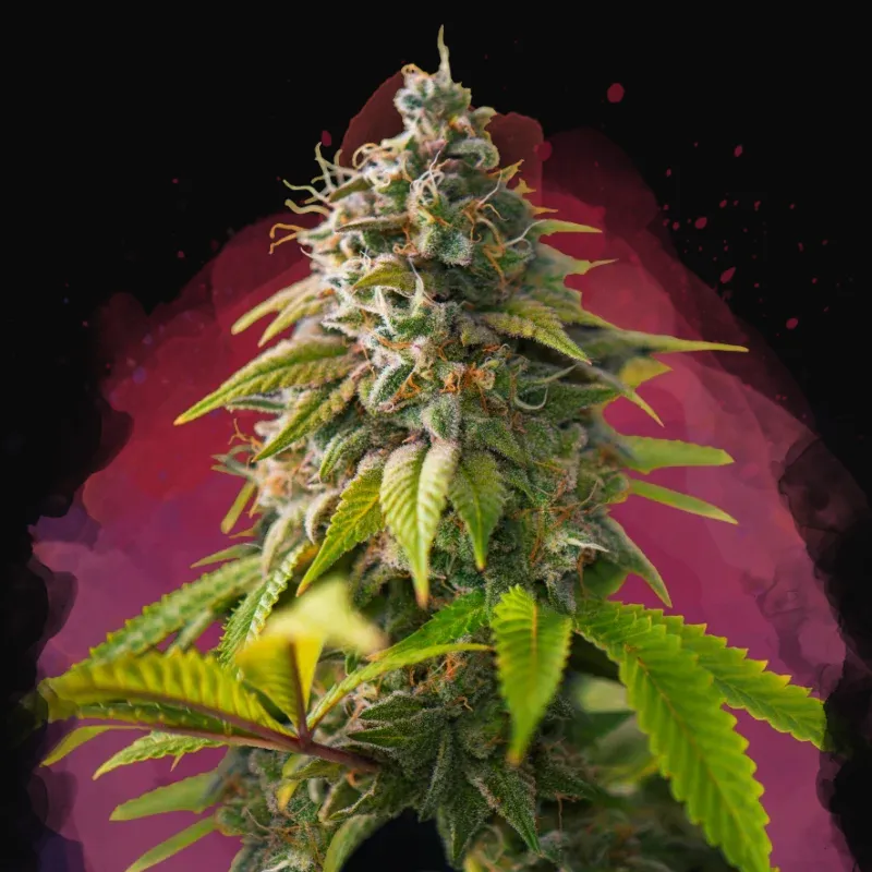 Amnesia Haze
