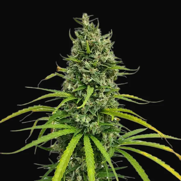 Amnesia Haze Regular