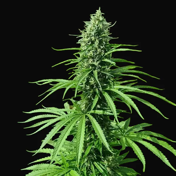 Amnesia Haze Regular