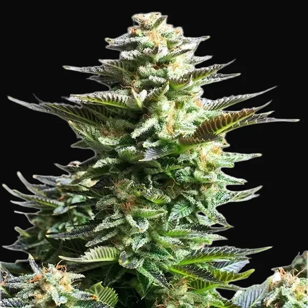 Amnesia Haze
