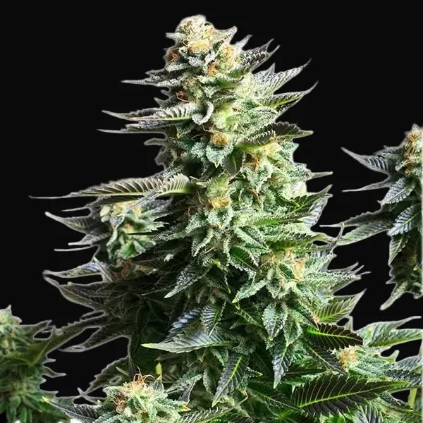 Amnesia Haze