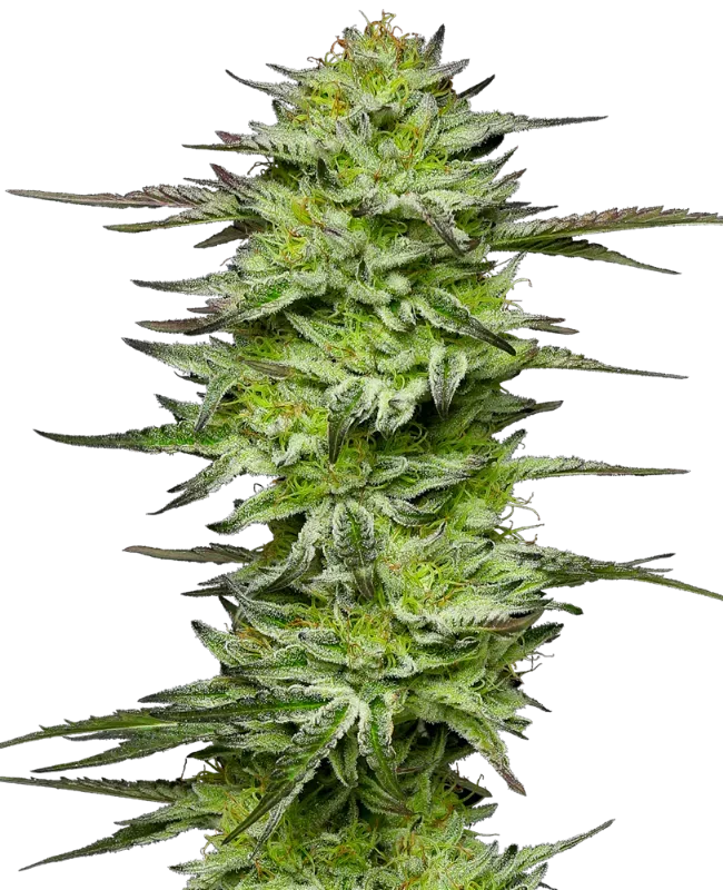 Amnesia Jelly Automatic