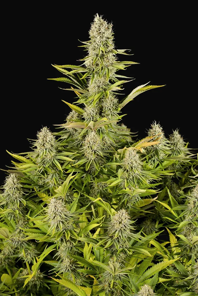 Amnesia Kush