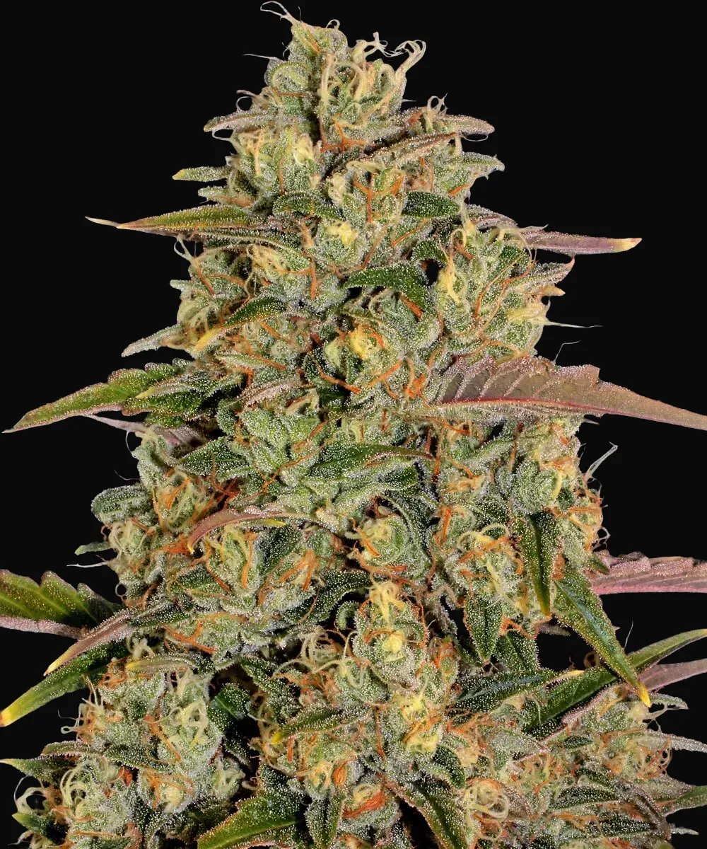 Amnesia Lemon