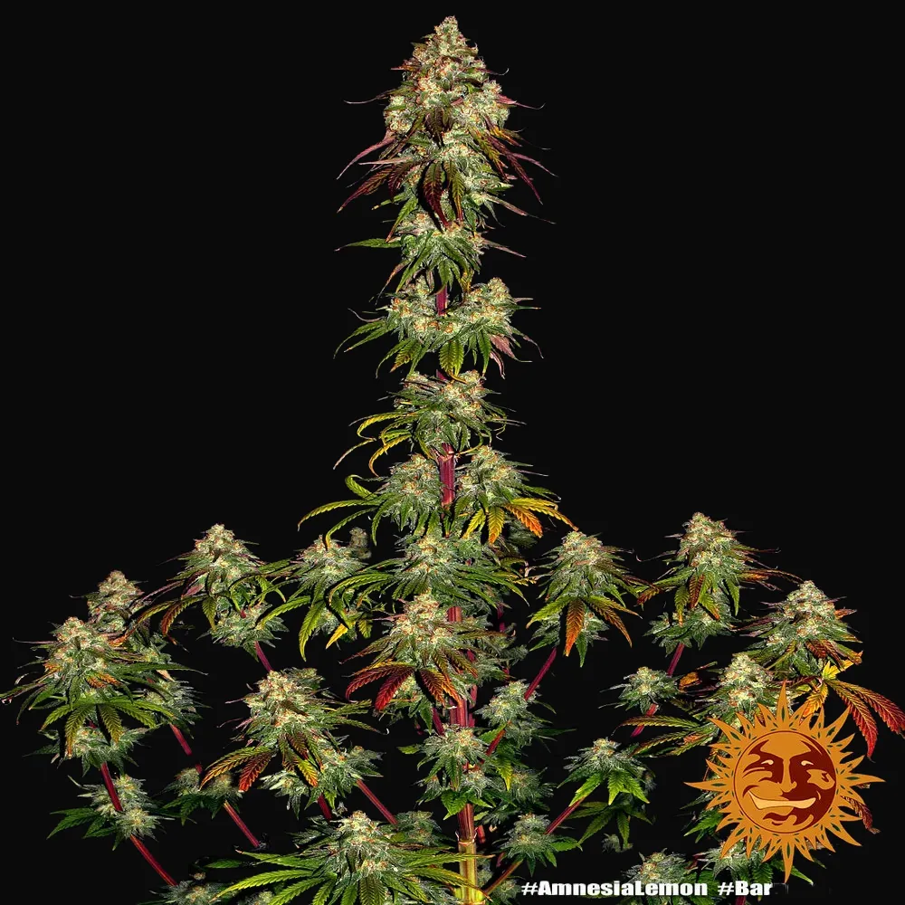Amnesia Lemon