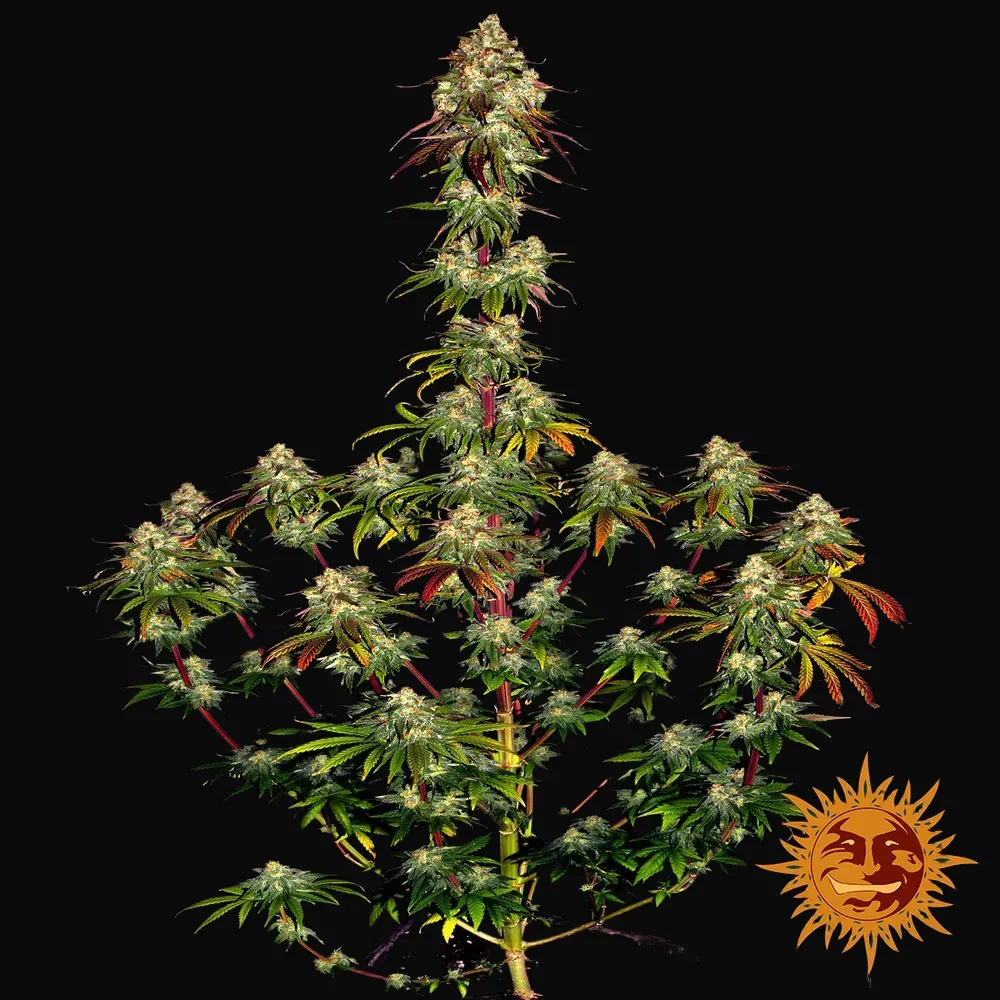 Amnesia Lemon