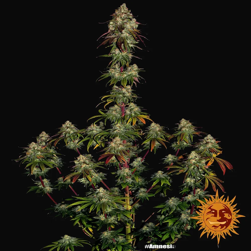Amnesia Lemon