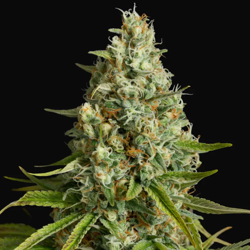 Amnesia Lemon