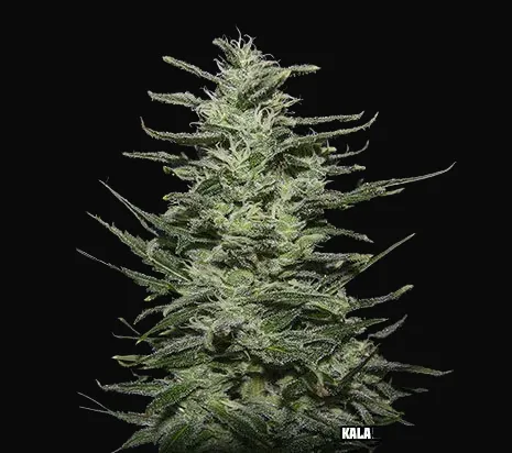 Amnesia Molotov