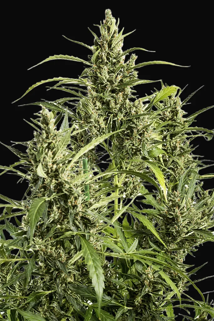 Original Amnesia Auto
