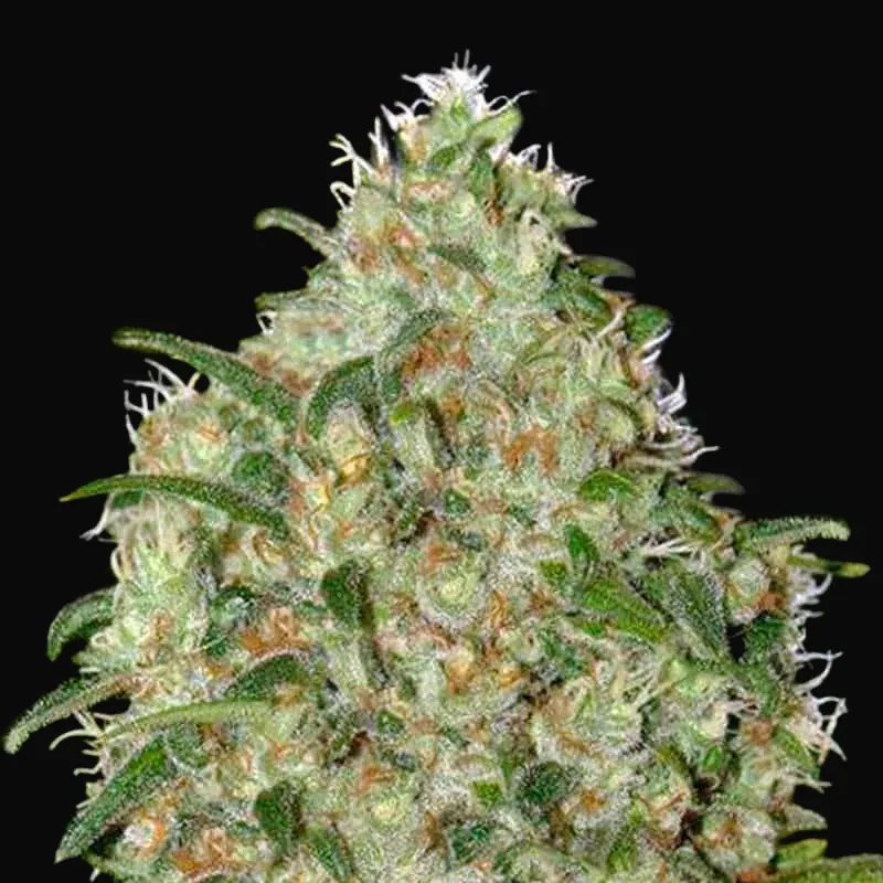 Amnesia Platinum