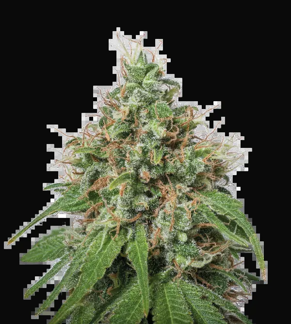 Amnesia