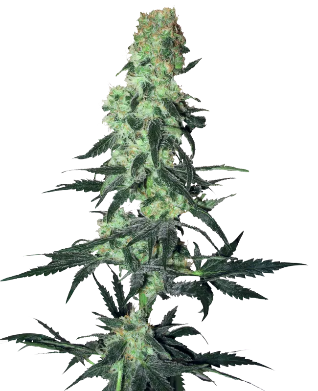 Amnesia White