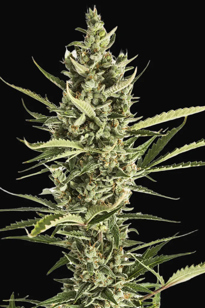 Amnesia XXL Auto