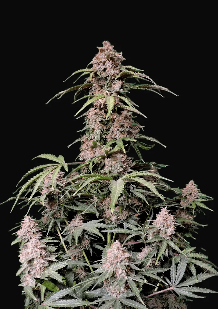Amnesia Zkittlez Auto