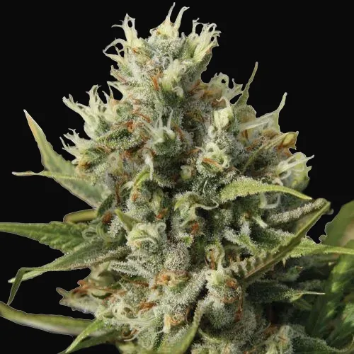 Amnesiac Auto