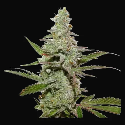 Amsterdam Amnesia