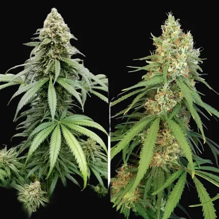 Amsterdam Amnesia