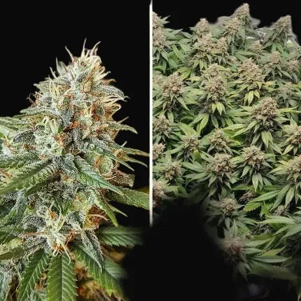 Amsterdam Amnesia