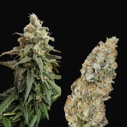 Amsterdam Amnesia