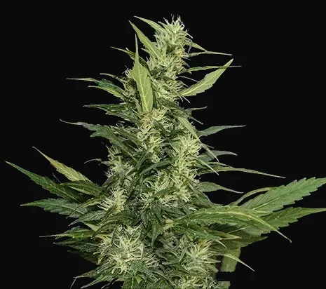 Amur Giant Auto