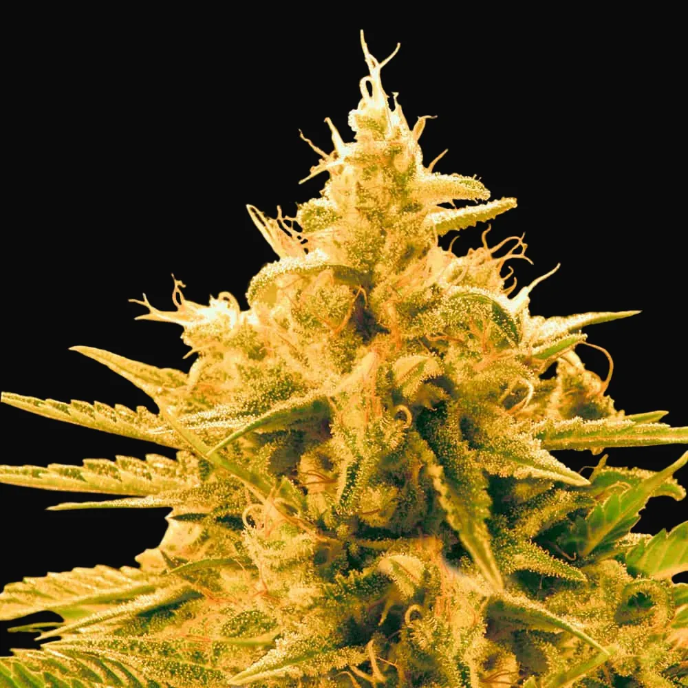 Ananas Funk