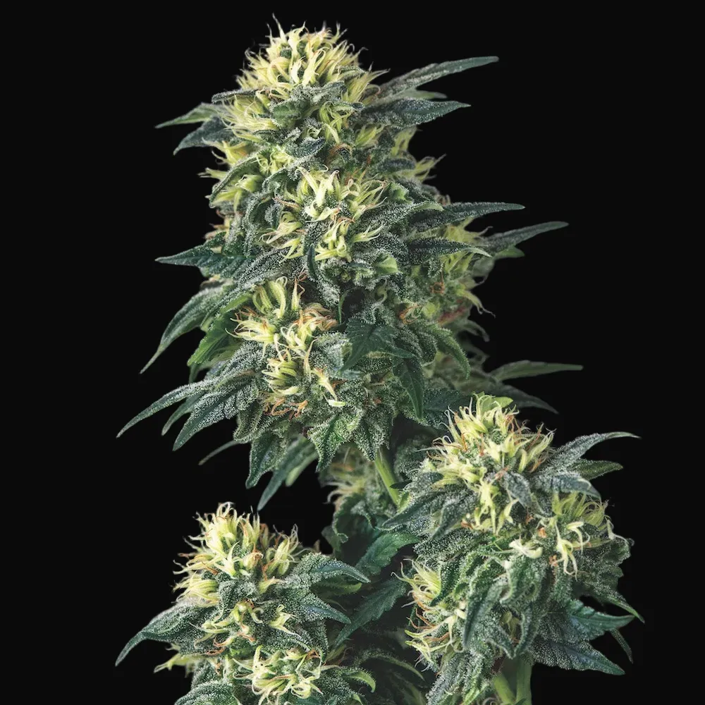 Anesthesia x Runtz