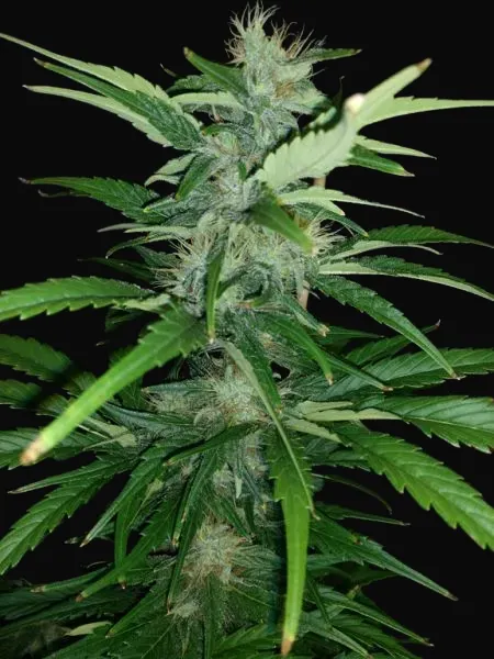 Angel Breath