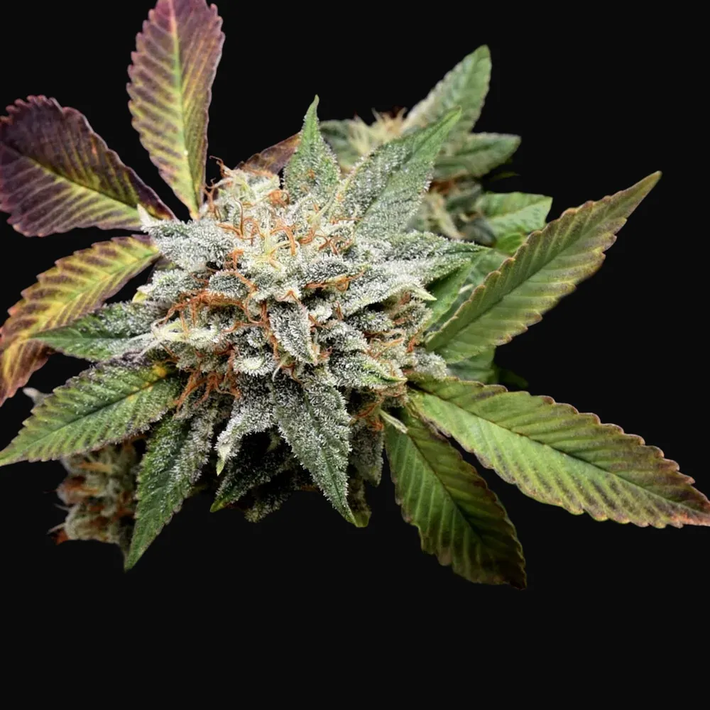 Anubis x Sunset Sherbet