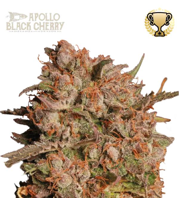 Apollo Black Cherry Auto