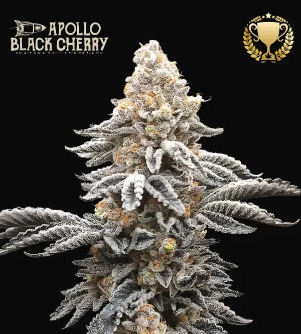 Apollo Black Cherry