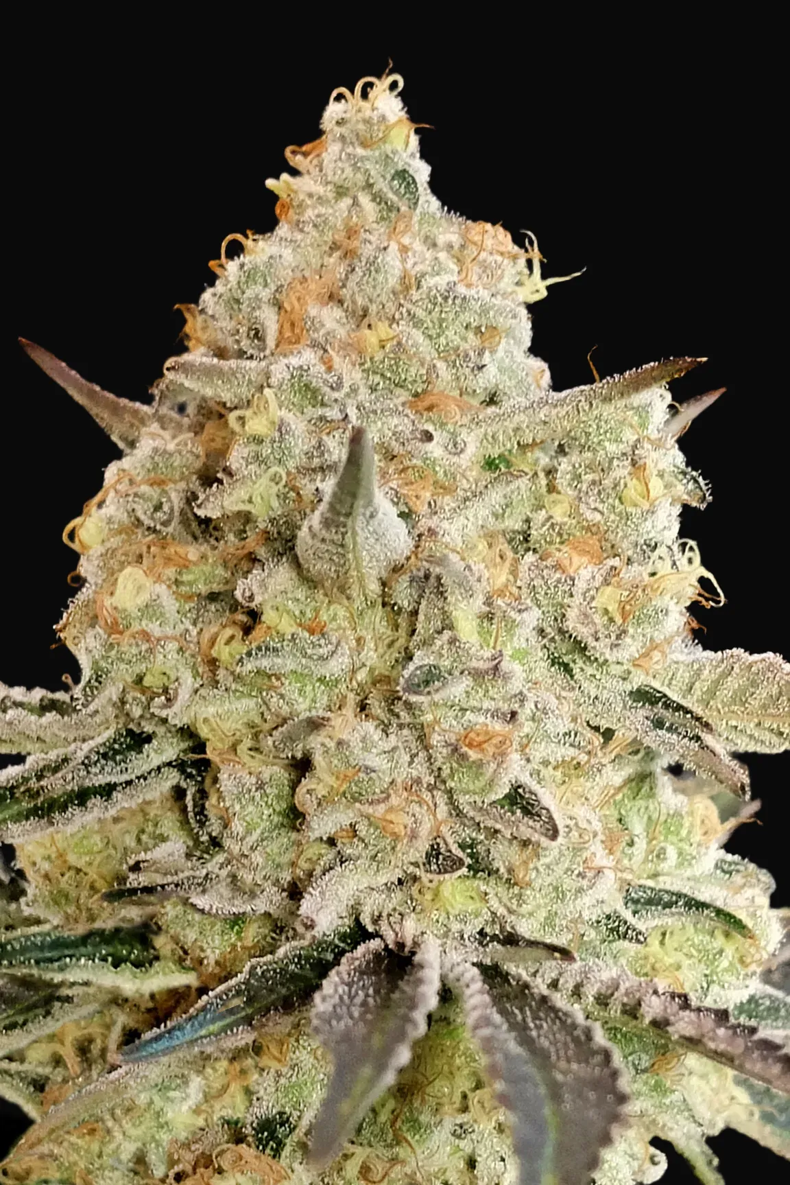 Apple Fritter