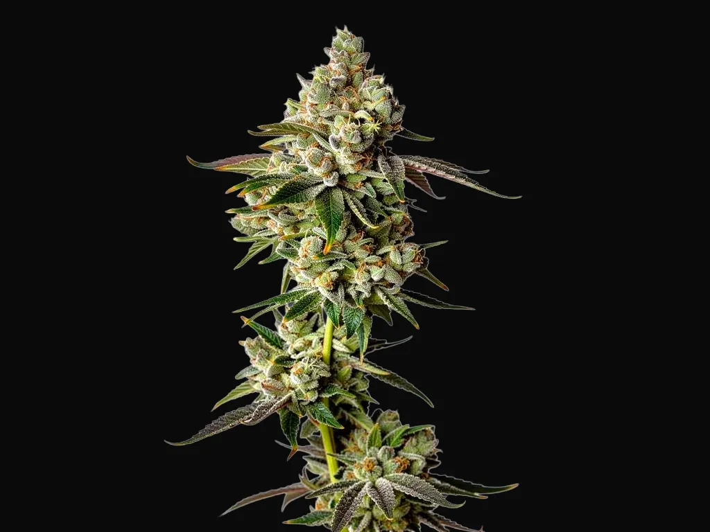 Apple Fritter Auto