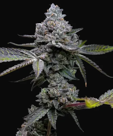 Apple Fritter