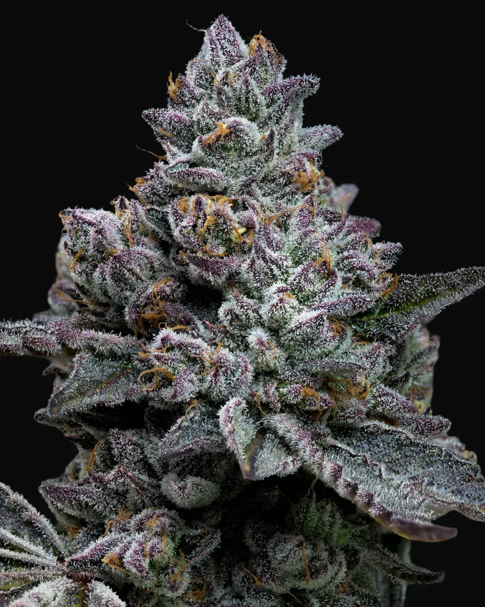 Apple Fritter