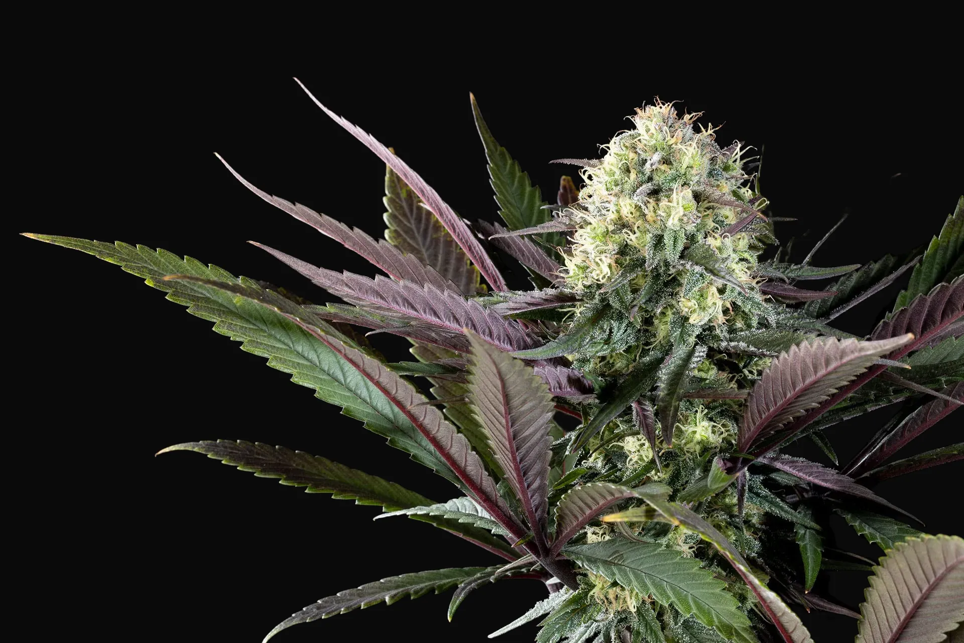 Apple Fritter