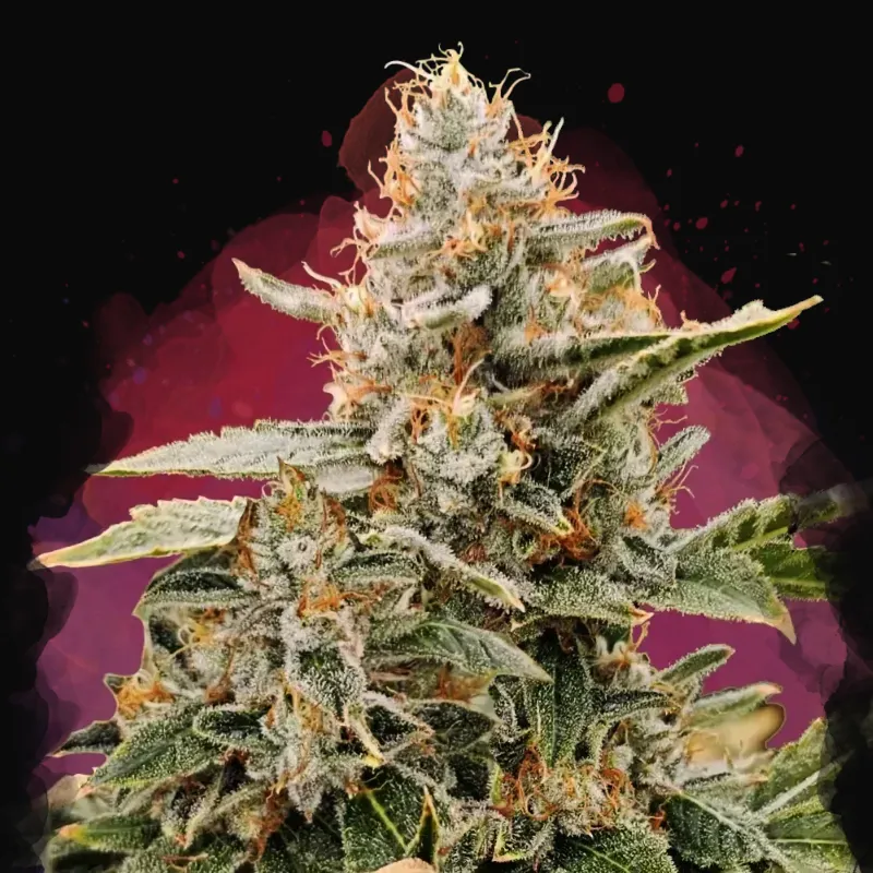 Apple Fritter