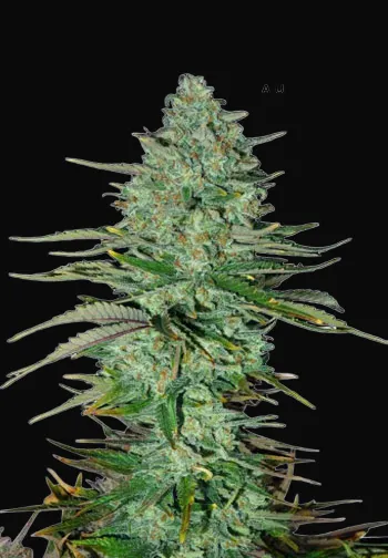 Apple Fritters Auto