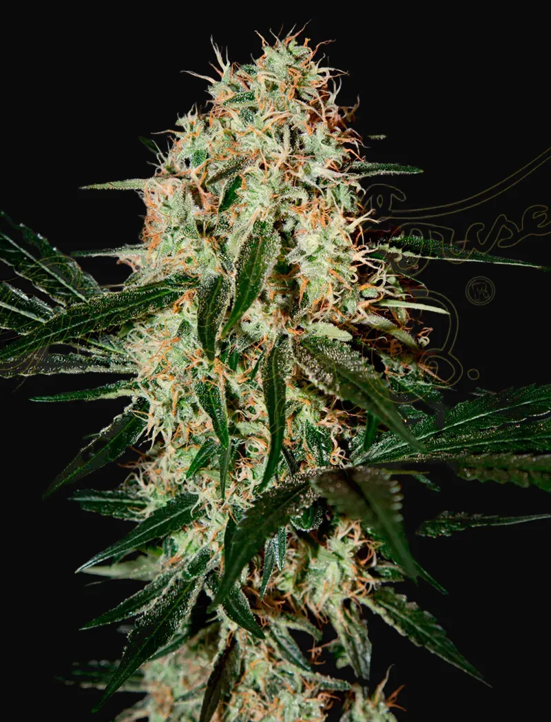Arjan's Haze 3